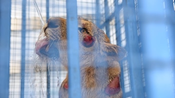 Un equipo de rescatistas pidió