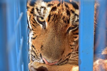 El parque temático “Magic World”