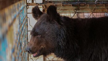 Muchos de los animales se