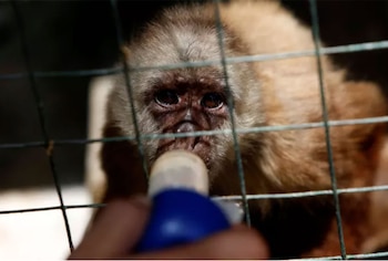 El zoológico de Paraguaná, en