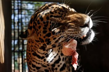 La situación es crítica en