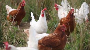 Las gallinas blancas ponen huevos