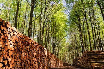 La biomasa forestal se genera a partir de residuos de los seres vivos, madera, aserrín, frutos, entre otros materiales.