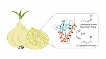 Los investigadores estudiaron a fondo