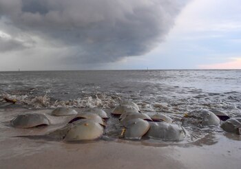 Los cangrejos herradura aprovechan el