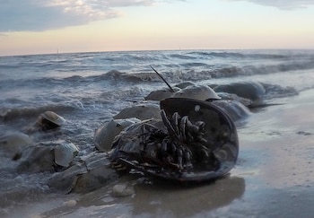La boca de un cangrejo