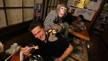 Estos simpáticos primates merodean entre