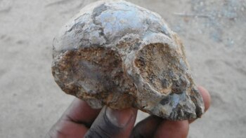 Alesi fue descubierta por un