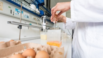 El huevo es un alimento