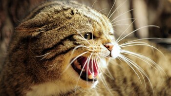 Los gatos se vincularon al