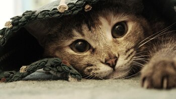 Los especialistas continúan sus estudios