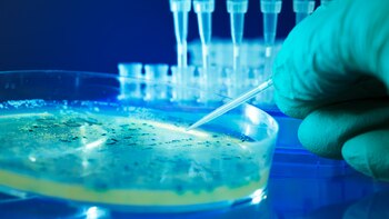 Este hongo Candida auris no