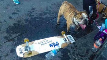 Ahora nada separa al can