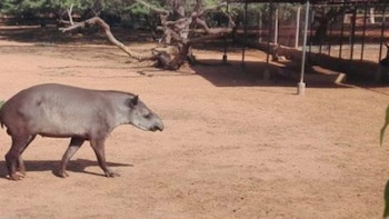 Un pecarí se convirtió en