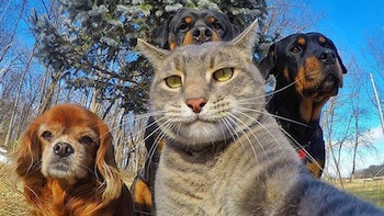 Las selfies de mascotas ya