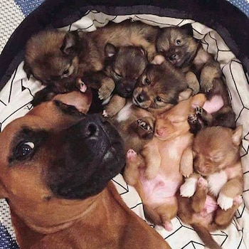 Esta dulce mamá muestra al