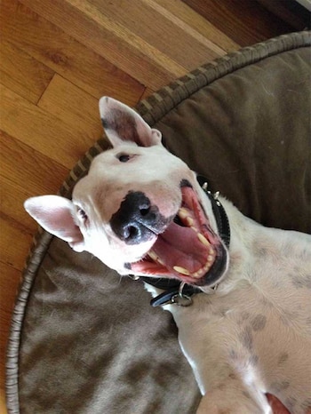 La ciencia intenta desde hace