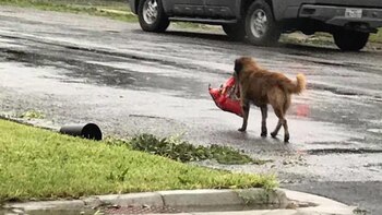 Otis camina con la bolsa