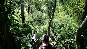 Paraje La Armonía (ITCH)