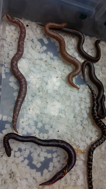 (Reptile Collective)