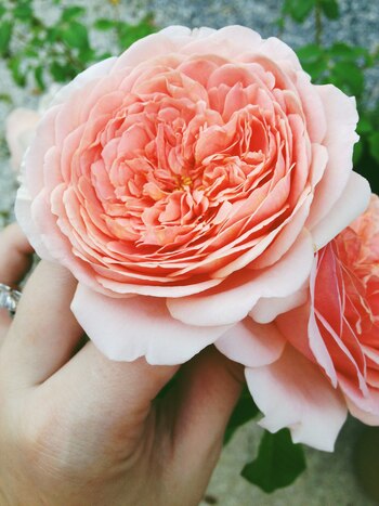 El arbusto es particularmente bien formado, con una elegante vegetación en matorral