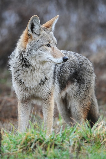 Las autoridades también compartieron fotos