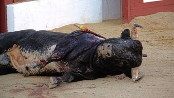 Las corridas terminan cuando, agónico