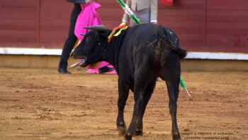 Becerradas y Novilladas con picador,