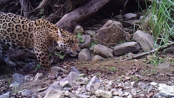 Eusebio fue fotografiado por primera