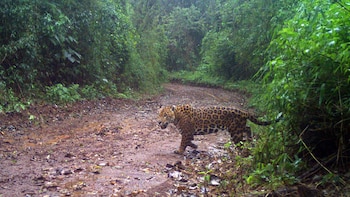 Mombyry. Macho de Misiones, destinatario