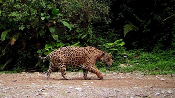 Sixto. Macho de gran tamaño,