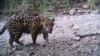 Venancio, un imponente macho fotografiado