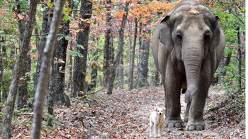 La historia de Tarra y