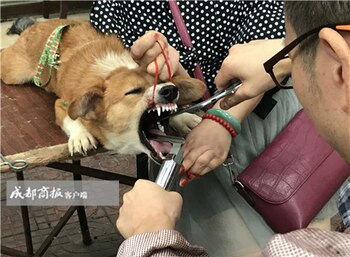 (Chengdu Business Daily)