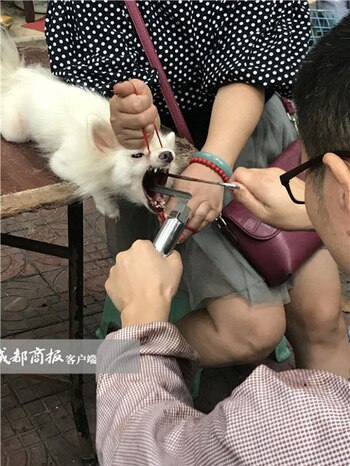 (Chengdu Business Daily)