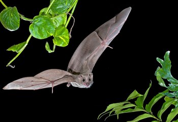 Estos murciélagos poseen una combinación