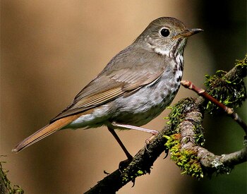 El ave Tordo Ermitaño (Catharus