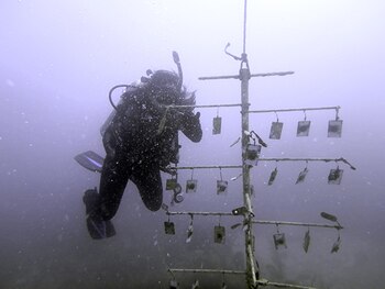 Valeria Paz, estudiante de posgrado de Biología de FIU, investiga en una de las estructuras de restauración de corales que la universidad crea con la NASA. (Foto de FIU)
