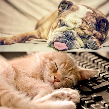 Las mascotas son sin lugar