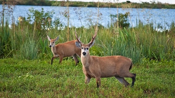 El ciervo de los pantanos