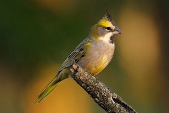 Es un ave paseriforme que