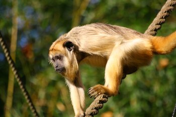 También son conocidos como monos