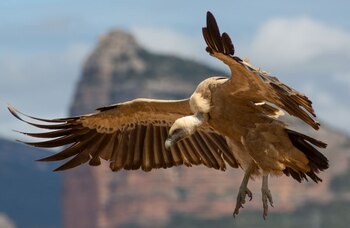 El Griffon de Rupell es el ave que más alto vuela. (Gentileza: Creative Commons)