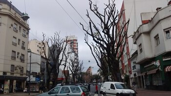 Tipas podadas – Fuente: SLT-FAUBA