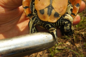 Un juguete sexual de USD