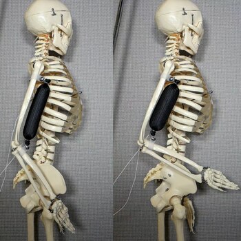 El músculo puede empujar, estirarse,