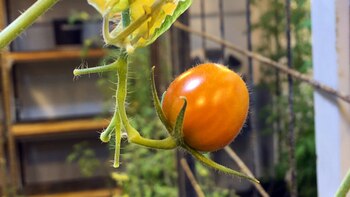Los especialista ya lograron hacer crecer tomates criollos durante todo el invierno pasado (CONICET Rosario)