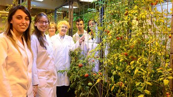 Científicos del Conicet encontraron la forma de poder cosechar tomates frescos y naturales durante todo el año sin tener perdidas durante la época invernal (CONICET Rosario)