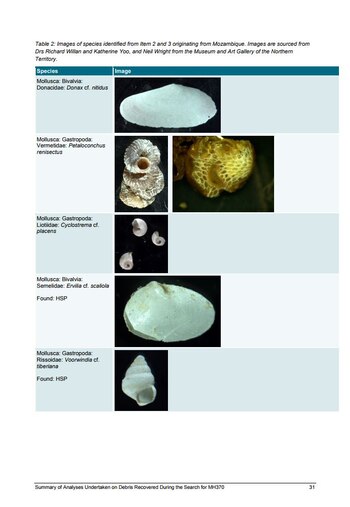 La macrofauna analizada por expertos
