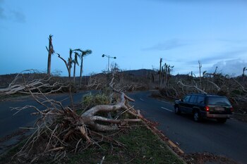 Árboles destruidos en Guaynabo (Reuters)